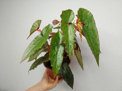 Begonia Amphioxus x Malachosticta buschig