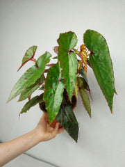 Begonia Amphioxus x Malachosticta buschig
