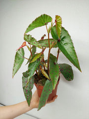 Begonia Amphioxus x Malachosticta buschig