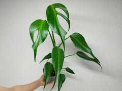 Monstera Burle Marx Flame