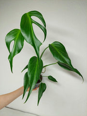 Monstera Burle Marx Flame