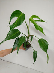 Monstera Burle Marx Flame