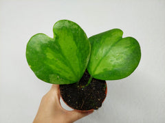 Hoya Kerrii Inner Variegata