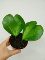 Hoya Kerrii Inner Variegata