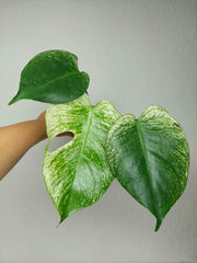 Monstera Devil