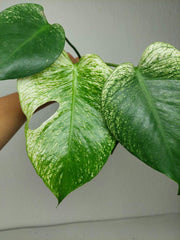 Monstera Devil