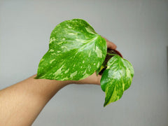 Monstera Electrolight