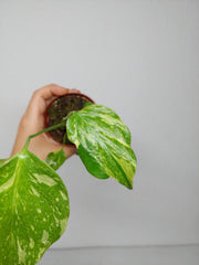 Monstera Electrolight