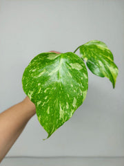 Monstera Electrolight