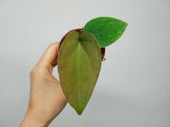 Anthurium Dressleri Baby