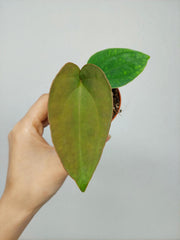 Anthurium Dressleri Baby