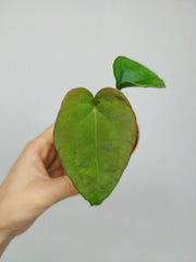 Anthurium Dressleri Baby