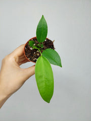 Anthurium Wendlingeri Baby
