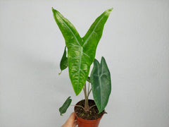 Alocasia Longiloba Silver Crown