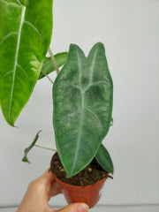 Alocasia Longiloba Silver Crown