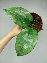 Hoya Rimba Perak