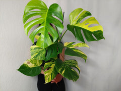 Monstera Aurea