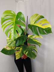 Monstera Aurea
