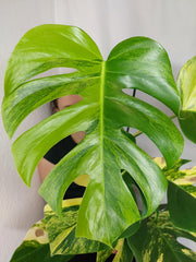 Monstera Aurea
