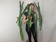 Philodendron Spiritus Sancti Adult