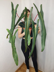 Philodendron Spiritus Sancti Adult