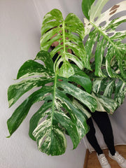 Monstera Variegata Adult