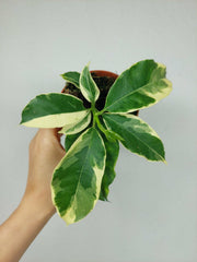 Hoya Multiflora Variegata