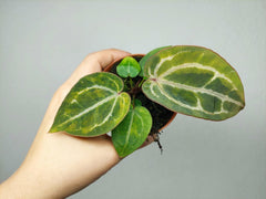 Anthurium Red Crystallinum Aurea