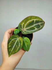 Anthurium Red Crystallinum Aurea