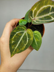 Anthurium Red Crystallinum Aurea