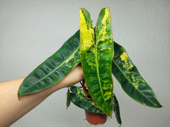 Philodendron Billietiae Variegata (zum aussuchen)