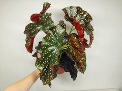 Begonia Palmata D. Don buschig