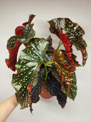 Begonia Palmata D. Don buschig