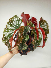 Begonia Palmata D. Don buschig