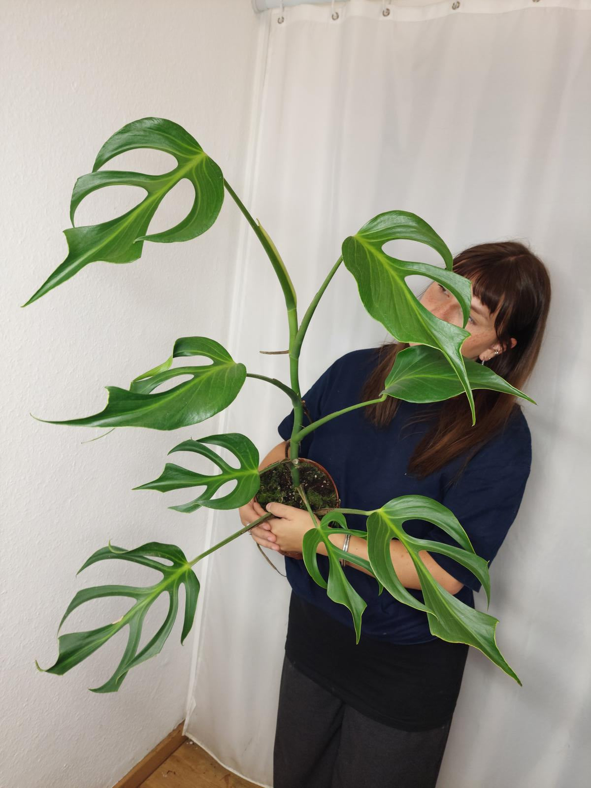 Monstera Burle Marx Flame XXL