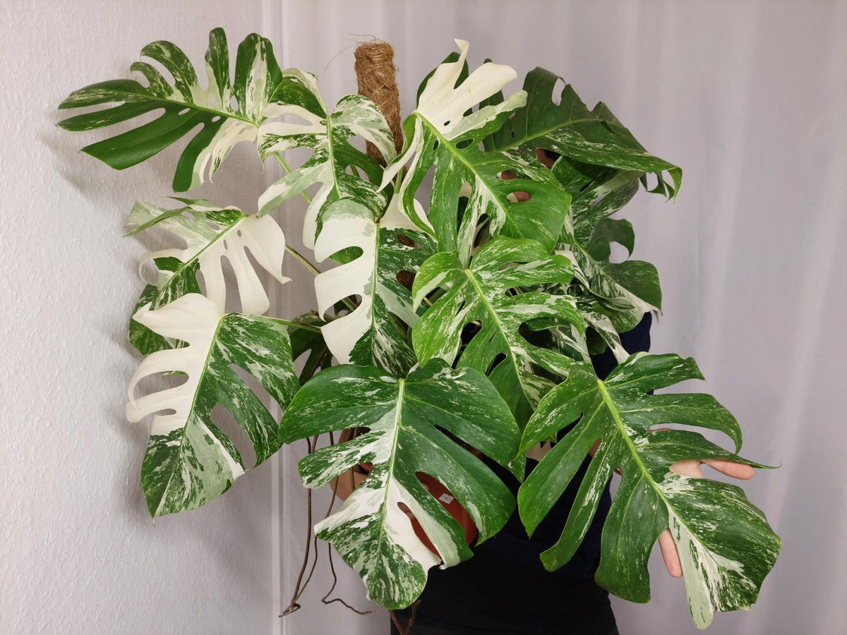 Monstera Variegata buschig