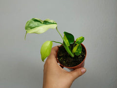 Monstera Electrolight Mutation