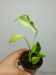 Monstera Electrolight Mutation