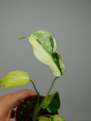 Monstera Electrolight Mutation