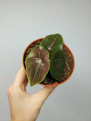 Alocasia Azlanii