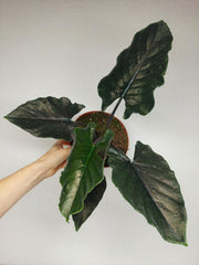Alocasia Antoro Velvet