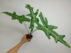 Alocasia Portei Zebra Stem