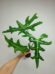 Alocasia Portei Zebra Stem