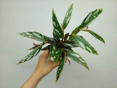 Begonia Julau Type 2