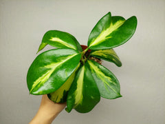 Hoya Diversifolia Maharani