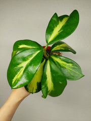 Hoya Diversifolia Maharani