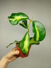 Hoya Diversifolia Maharani