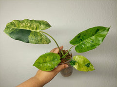 Philodendron Burle Marx Verde