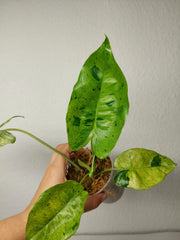 Philodendron Burle Marx Verde