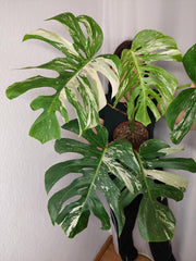 Monstera Variegata Adult